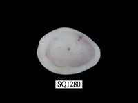 藏品(金環寶螺)的圖片